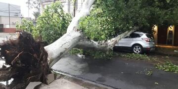 Un árbol cayó sobre un automóvil debido a las ráfagas\u002E (@radio_eme)