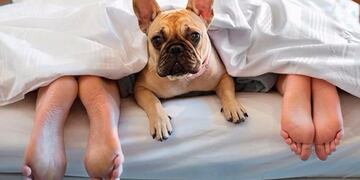 Dormir con perros