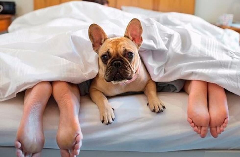 ¿Cuáles son las ventajas y desventajas de dormir con tu mascota?