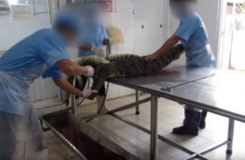 Denuncian torturas y muerte violenta de cocodrilos para hacer carteras de lujo