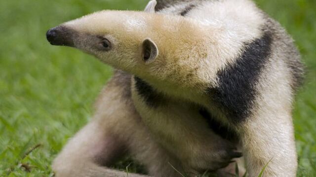 Oso Melero\u002E (Web) imagen ilustrativa