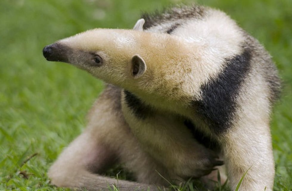 Rescataron un oso hormiguero en Tartagal