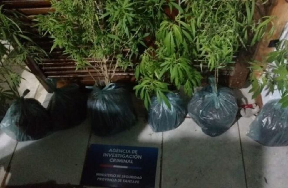 Secuestran plantas de marihuana a un policía, en un allanamiento por el homicidio de Trasante