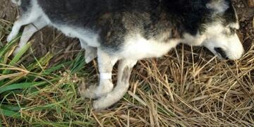 Ya son 14 los perros envenenados en Maciel