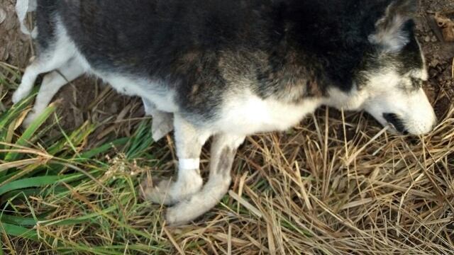 Ya son 14 los perros envenenados en Maciel