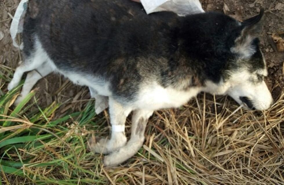 Luego de la muerte de 14 perros por envenenamiento, organizan una marcha en Maciel