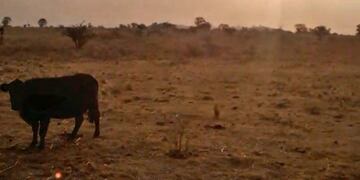 Video difundido por una vecina de Estancia Santa Roza, pasando Las Jarillas\u002E (Foto: captura / video)\u002E