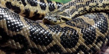 Una anaconda atrapó a un perro y pude ser rescatado\u002E