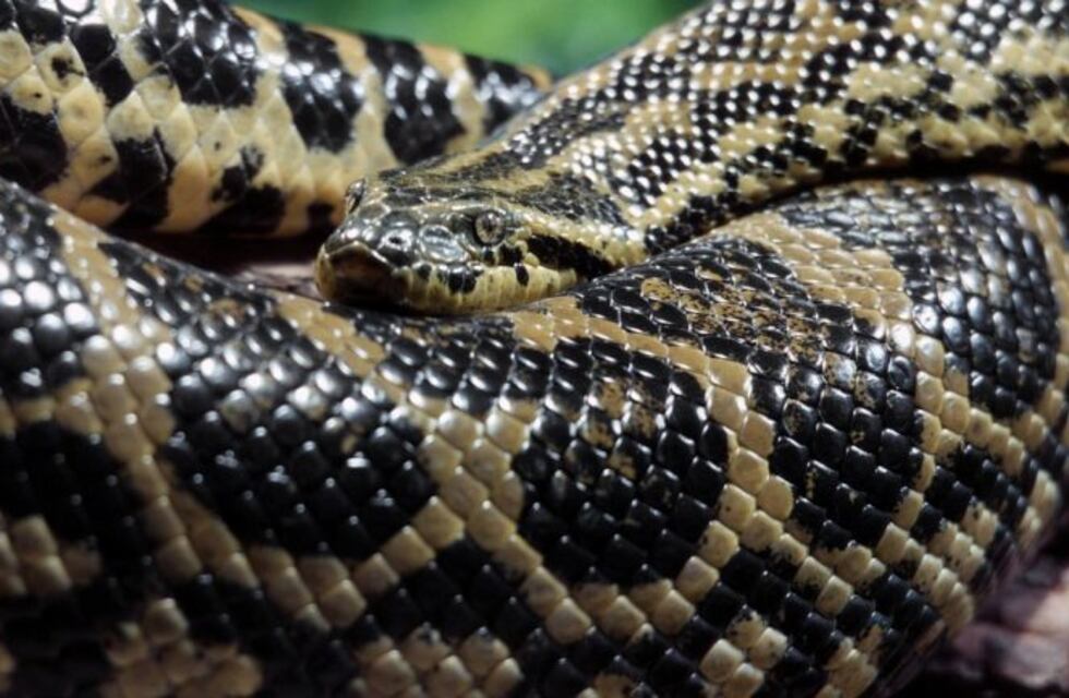 Tres hombres se enfrentaron a una anaconda que quiso comerse a su perro