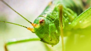 Un insecto estacional puede poner en riesgo la salud de las plantas en los meses de más calor.