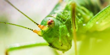 Un insecto estacional puede poner en riesgo la salud de las plantas en los meses de más calor.