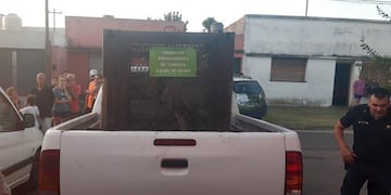 Animales rescatados en Villa Elvira (Web)