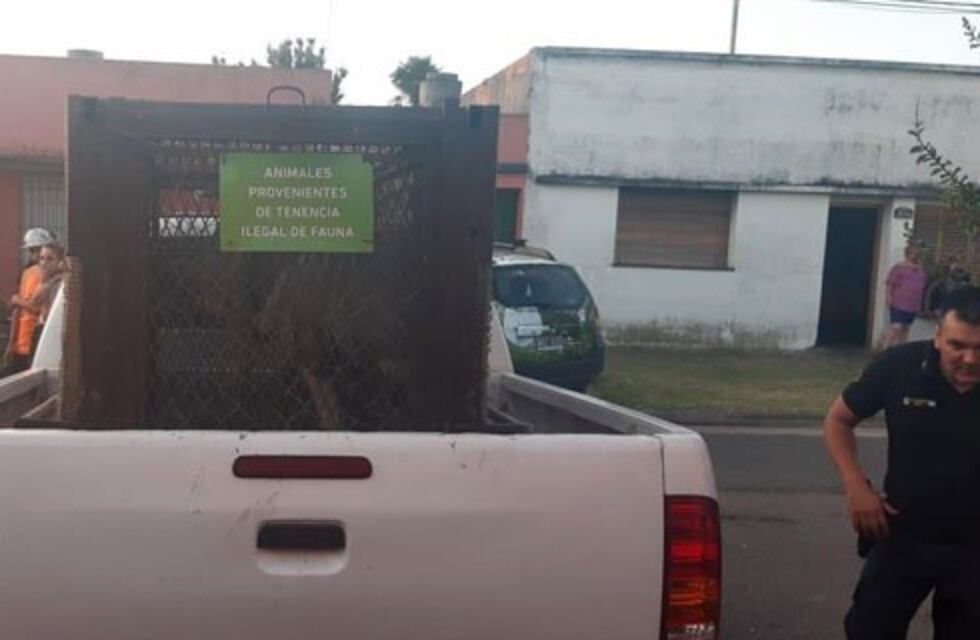 Villa Elvira: rescatan de una casa a más de 90 animales que eran maltratados y ofrecidos para la venta por internet