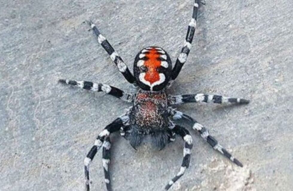 Una familia se volvió viral después de que una araña saliera del sofá mientras miraban Harry Potter