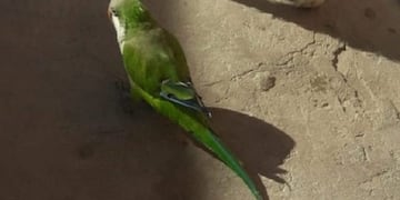 Búsqueda de loro robado en Puerto General San Martín
