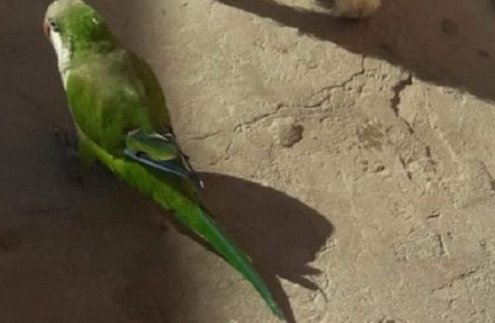 Robaron un loro en Puerto General San Martín y se viralizó el pedido de búsqueda
