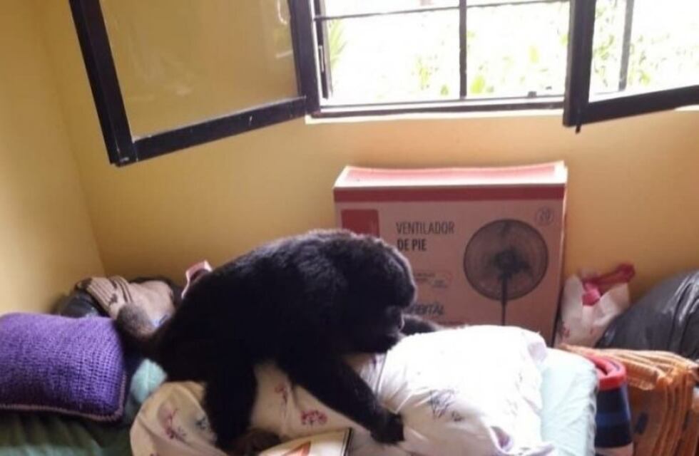 Apareció el mono perdido en La Plata: lo adoptó una familia y lo bautizaron "Monono"