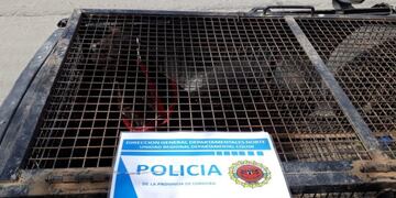 Perra secuestrada en Jesús Maria (Policía)