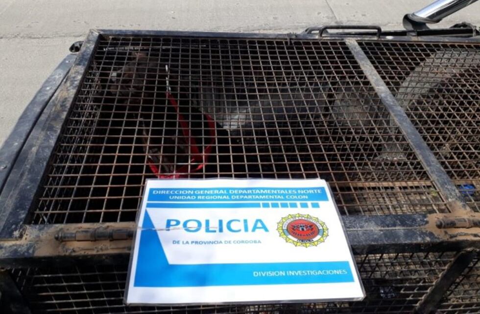 Secuestraron una perra con rabia en Jesús María