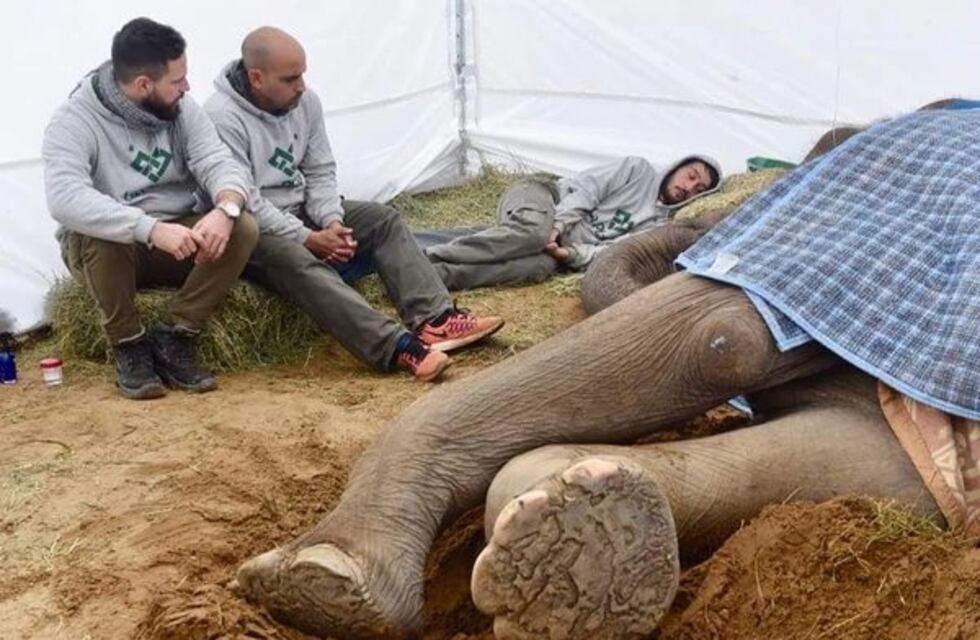 Tras la muerte de la elefanta Pelusa, cierran el zoológico de La Plata