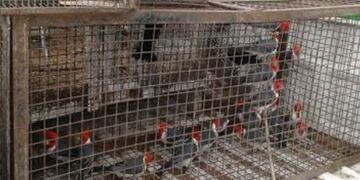 Rescataron aves silvestres en Berazategui