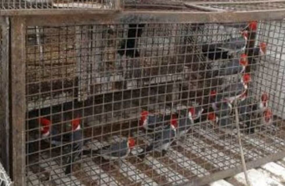 Rescataron más de 80 aves que eran sometidas al comercio ilegal en la Provincia