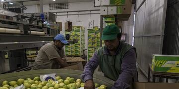 Workers wrap lemons at the Diagonal Citrus Srl packing facility in the town of Tafi Viejo in the province of Tucuman, Argentina, on Monday, March 27, 2017. Argentina is currently in talks to regain preferential tariff status with the U.S., which agreed in December to approve the entry of Argentine lemons after a decade-long review. That ruling would have gone into effect in January, but the incoming Trump administration put it on hold. Photographer: Marcelo Perez del Carpio/Bloomberg Tucuman  cooperativa de productores citricolas de Tafi viejo Cota produccion citricola limones trabas a la importacion en eeuu