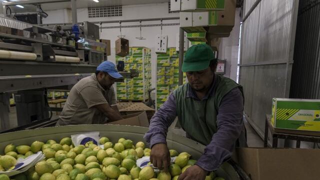 Workers wrap lemons at the Diagonal Citrus Srl packing facility in the town of Tafi Viejo in the province of Tucuman, Argentina, on Monday, March 27, 2017. Argentina is currently in talks to regain preferential tariff status with the U.S., which agreed in December to approve the entry of Argentine lemons after a decade-long review. That ruling would have gone into effect in January, but the incoming Trump administration put it on hold. Photographer: Marcelo Perez del Carpio/Bloomberg Tucuman  cooperativa de productores citricolas de Tafi viejo Cota produccion citricola limones trabas a la importacion en eeuu