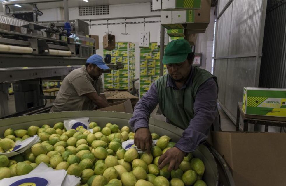 Buryaile, sobre el ingreso de limones a EE.UU: "Es una buena noticia para el país"
