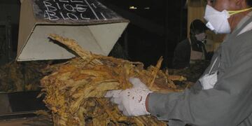 El sector tabacalero recibió cerca de $100 millones en el último mes\u002E (cimeco)