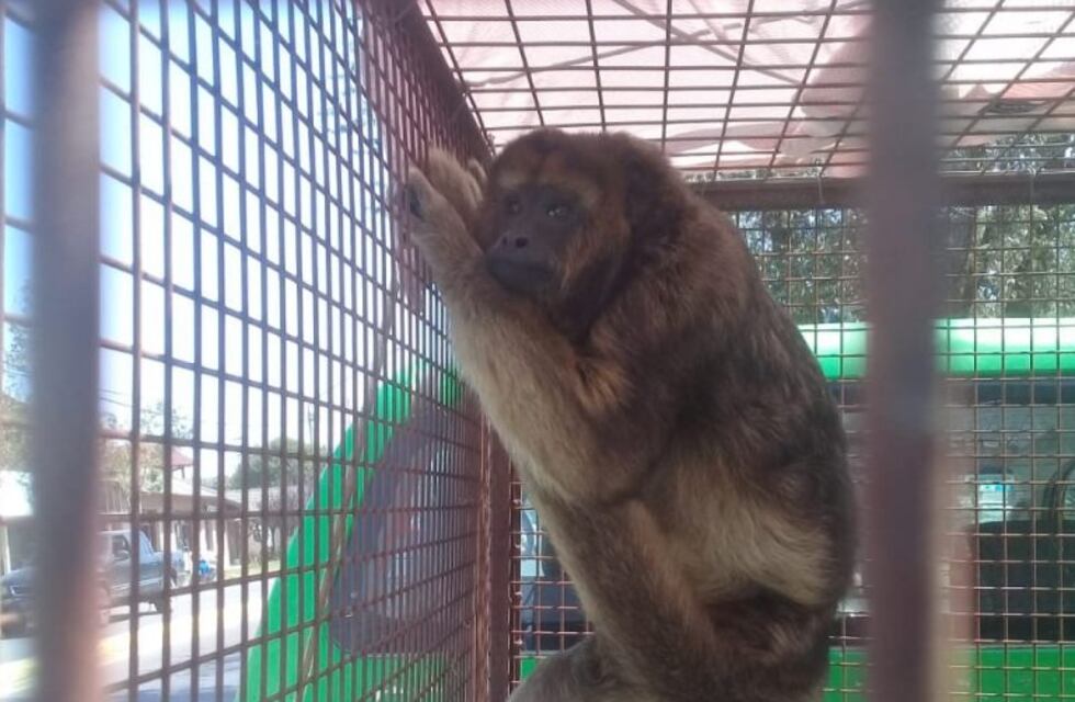 Policía Ambiental secuestró un mono en cautiverio