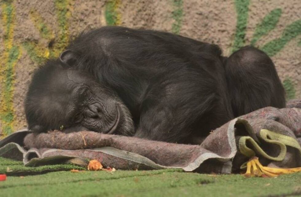 Por decisión judicial inédita trasladarán una chimpancé a Brasil