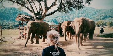 Trabajar en refugio de elefantes.