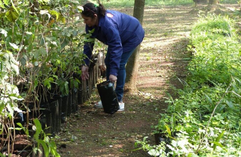Árboles nativos gratuitos del Vivero Municipal para los vecinos de Posadas