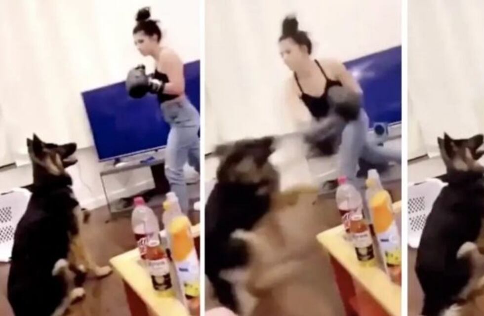 En un acto de maltrato animal una mujer mostró un video practicando boxeo con su perro