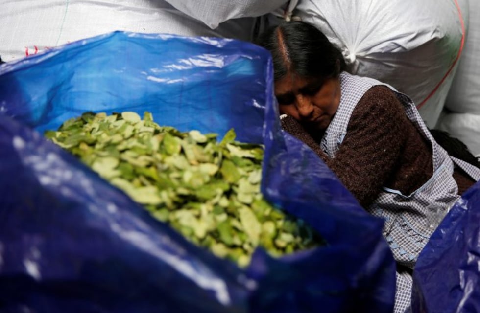 Presentan proyecto para regular la importación de coca en Salta