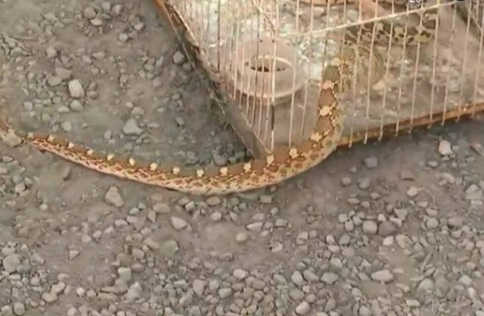 Sorpresa en Pocito: encontraron una víbora de dos metros en una casa