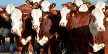 Donan novillos en La Pampa para familias necesitadas (De Frente al Campo)