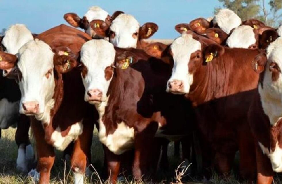 Productores agropecuarios de La Pampa donan novillos gordos para asistir a los mas necesitados