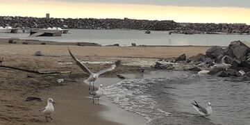 En las playas de Ansenuza el visitante convive con la naturaleza.