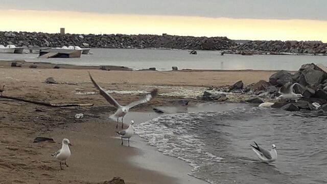 En las playas de Ansenuza el visitante convive con la naturaleza.
