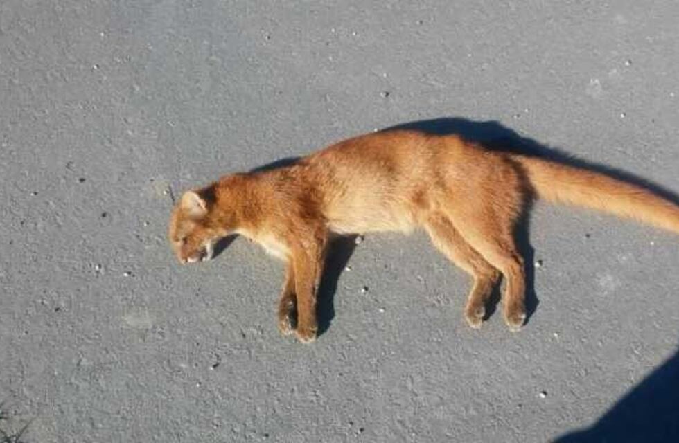 Atropellaron y mataron a un puma en Monte Cristo