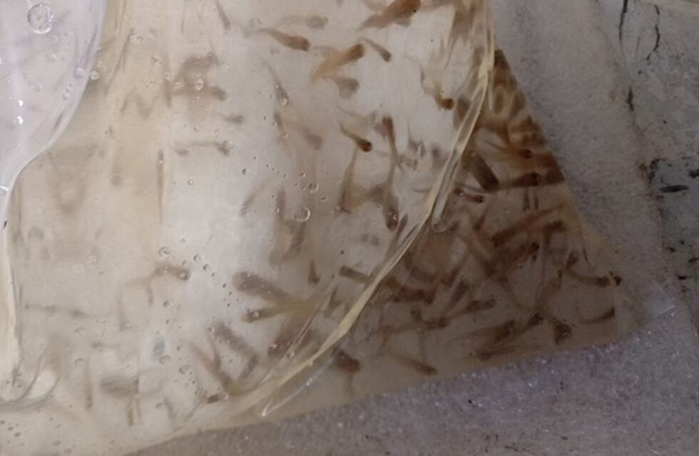 Liberaron 10.000 peces en lagunas de la ciudad de Córdoba para combatir el dengue