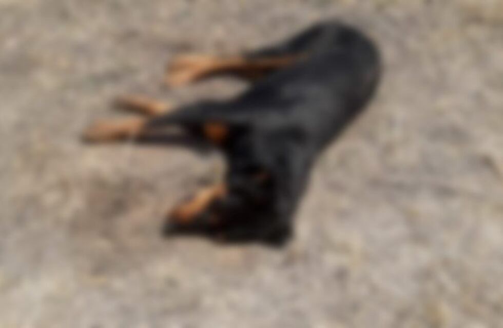 Se atendió a dos personas tras el envenenamiento masivo de animales en Salta