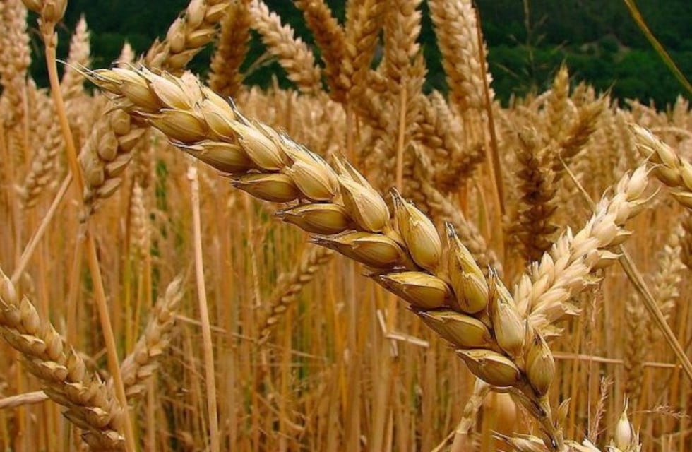 Estiman una producción de cebada en 1,81 millones de toneladas en el área bahiense