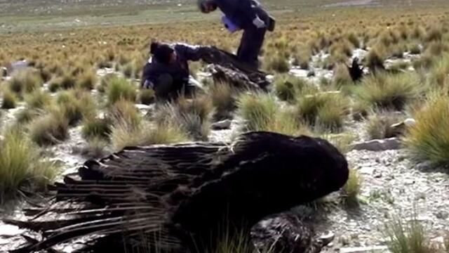 Denuncian la muerte masiva de cóndores envenenados en la Patagonia