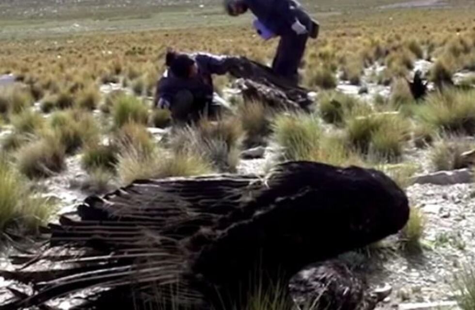 Denuncian la muerte masiva de cóndores envenenados en Neuquén y Santa Cruz