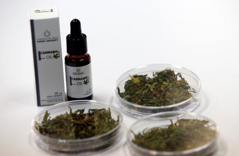 Chajarí presentó un proyecto para adherir al uso medicinal del cannabis