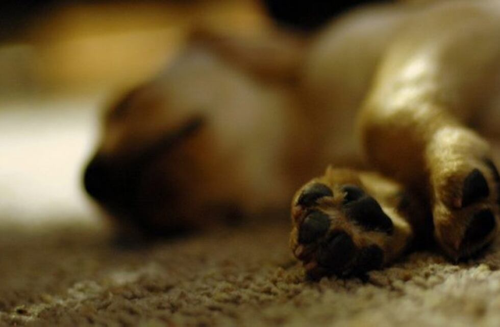 Apuñaló al perro de la vecina porque se estaba peleando con el suyo