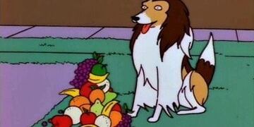 Dylan, el perro de Alberto Fernández